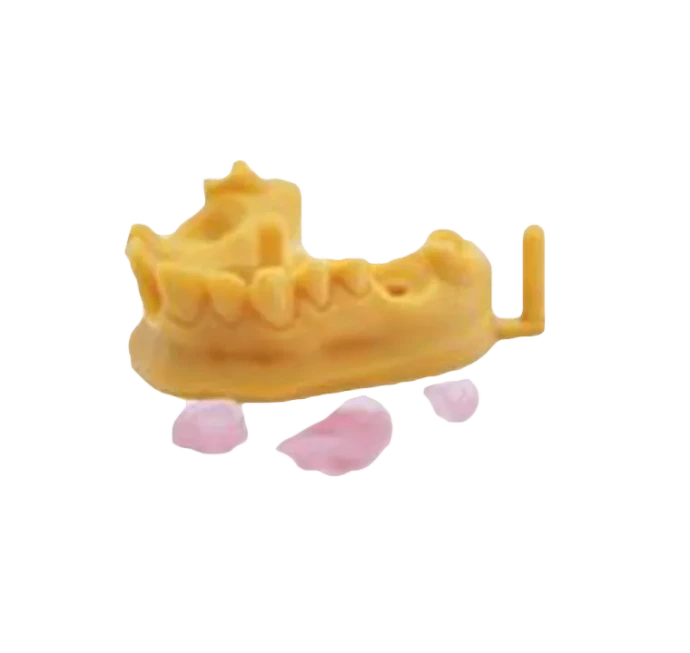 Dental Application - Gingiva